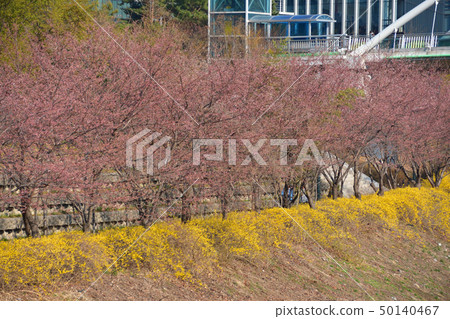 韓國的春天風景 韓國的春天風景 50140467