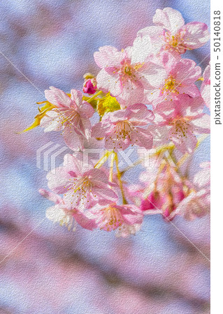 Kawazu cherry tree Kawazu cherry tree 50140818