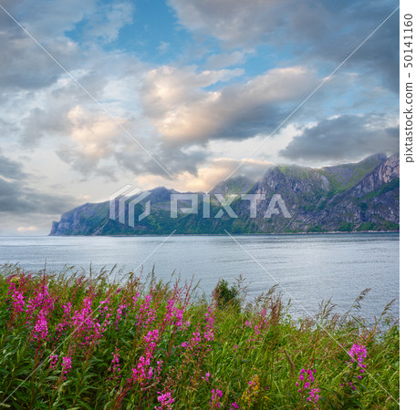 Summer Senja coast (Norway) 50141160