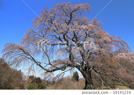 [Fukushima Prefecture] Koriyama City Kinomezawa Goto Iwata Sakura 50141219