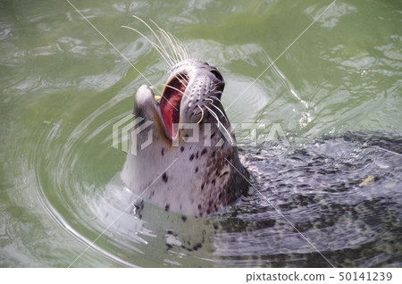 seal seal 50141239