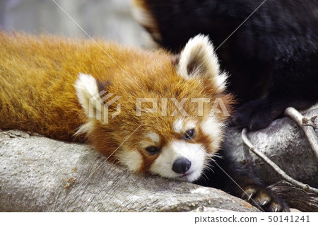 Lesser panda nap Lesser panda nap 50141241