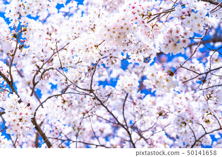 Sakura bloom, new life Sakura bloom, new life 50141658