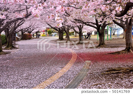 A row of cherry blossom trees in Samukawa Central Park after the rain A row of cherry blossom trees in Samukawa Central Park after the rain 50141769