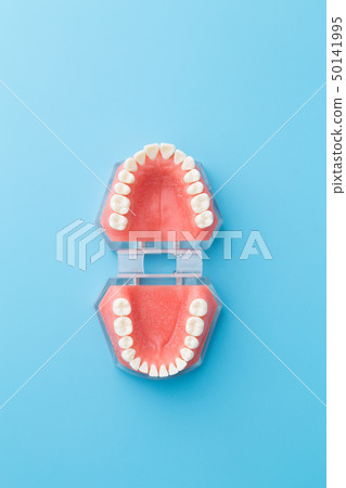 牙齒模型 牙齒模型 50141995