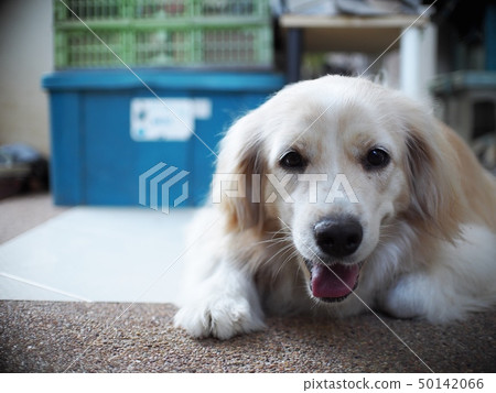 young dog looks like GOLDEN RETRIEVER breed young dog looks like GOLDEN RETRIEVER breed 50142066
