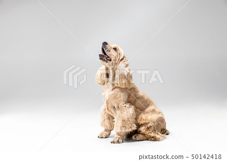 Studio shot of american spaniel playing 50142418