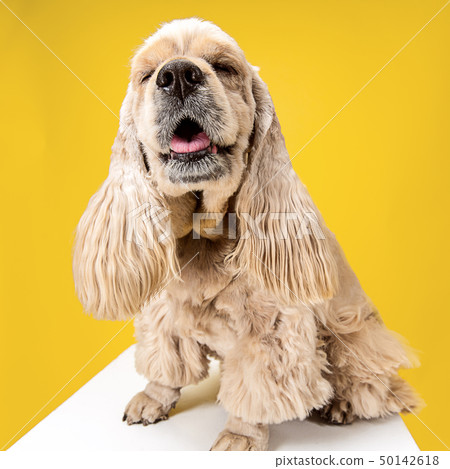 Studio shot of american spaniel playing Studio shot of american spaniel playing 50142618