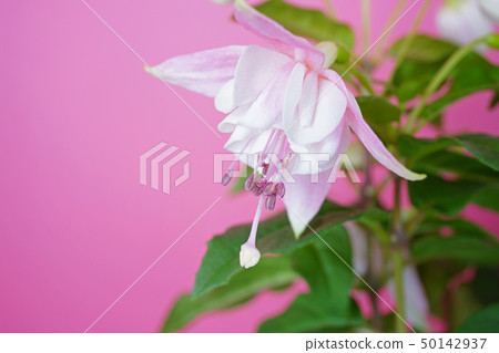 Lady's Earrings Fuchsia 50142937