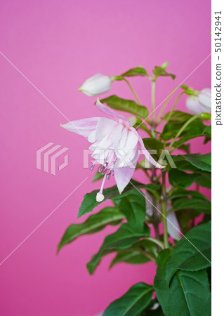 Lady's Earrings Fuchsia Lady's Earrings Fuchsia 50142941
