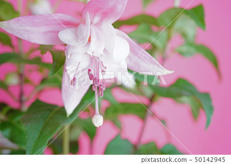 Lady's Earrings Fuchsia 50142945