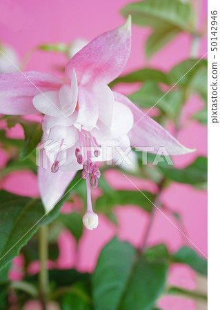 Lady's Earrings Fuchsia Lady's Earrings Fuchsia 50142946