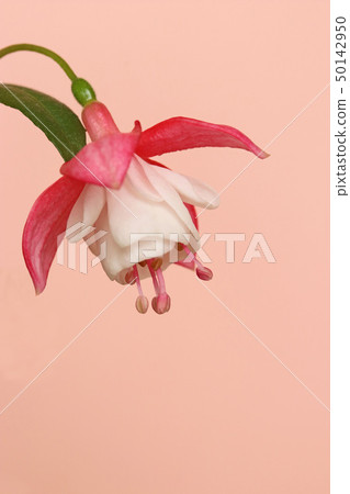 Lady's Earrings Fuchsia Lady's Earrings Fuchsia 50142950