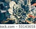 Abstraction secculent sempervivum arachnoideum  50143658