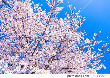 《Tokyo》Cherry blossoms and Toneri Park 《Tokyo》Cherry blossoms and Toneri Park 50143835