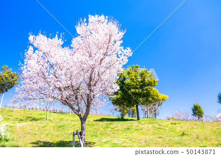 《東京》櫻花與鳥取公園 《東京》櫻花與鳥取公園 50143871
