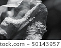 Black and white abstraction iris flower outdoors 50143957