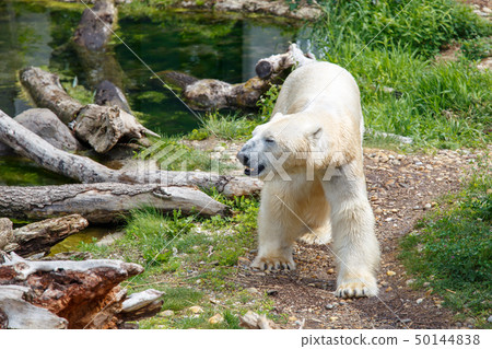 Polar bear walking near small river on summer day 50144838
