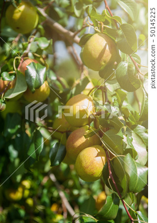 Pear tree with fruit 50145225