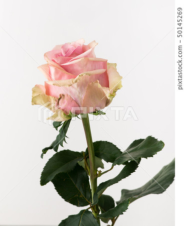 flowers on white background flowers on white background 50145269