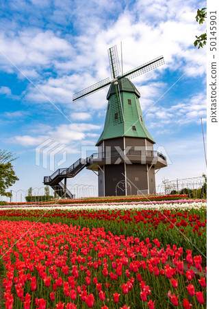 Tulip of Kasumigaura General Park 50145901