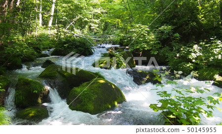 青森Oirase小河新綠色 青森Oirase小河新綠色 50145955