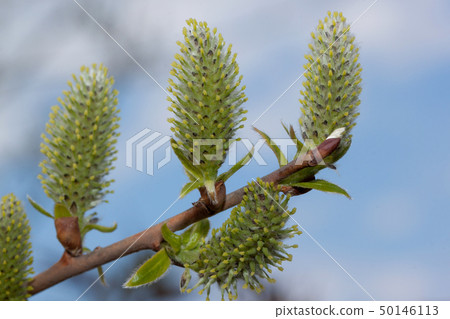 Young branch of a blossoming pussy and cloudy sky. 50146113