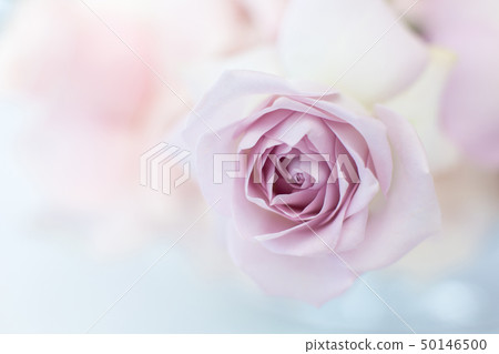 Macro delicate fresh violet rose  flower. Wedding 50146500