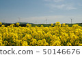 Aomori rape field 50146676