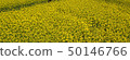 Aomori rape field 50146766