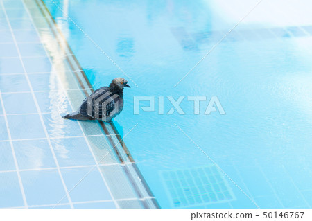 pigeon washed and drinking water in the swimming 50146767