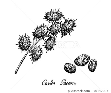 Hand Drawn of Castor Beans on White Background Hand Drawn of Castor Beans on White Background 50147004