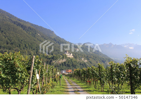 Vineyard in Liechtenstein Vineyard in Liechtenstein 50147346