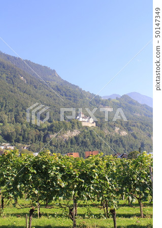 列支敦士登的葡萄園 列支敦士登的葡萄園 50147349