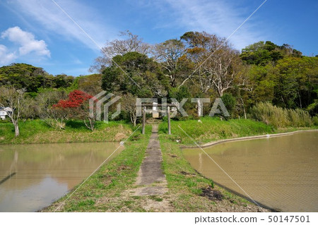 Chiba Prefecture Paddy and Shrine Rural Scene Chiba Prefecture Paddy and Shrine Rural Scene 50147501