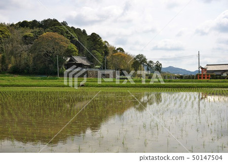 Chiba Shrine and Paddy Cloud Reflection Rural Scene 50147504