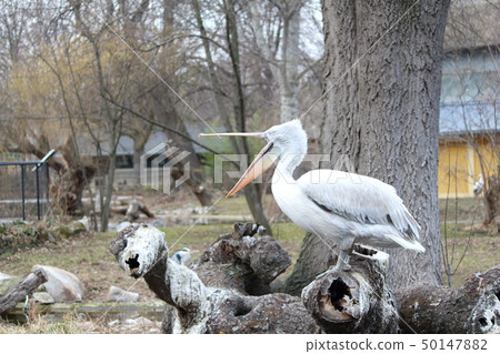 Schoenbrunn Zoo 50147882