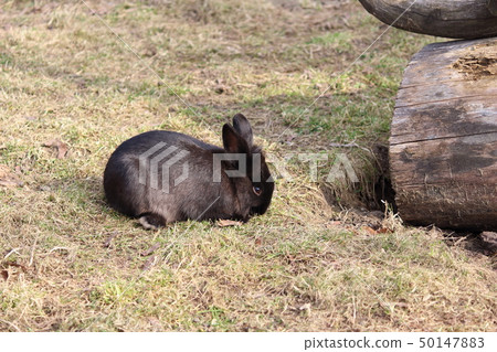 The rabbit at Schoenbrunn Zoo 50147883