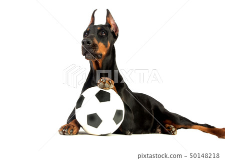 Great doberman dog with ball on white background 50148218