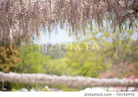 (栃木縣)足利花園紫藤 (栃木縣)足利花園紫藤 50148450