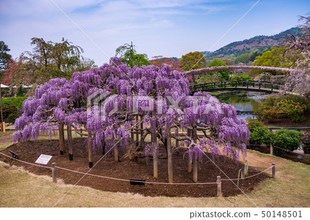 (Tochigi) Ashikaga Flower Park Murasaki Fuji 50148501