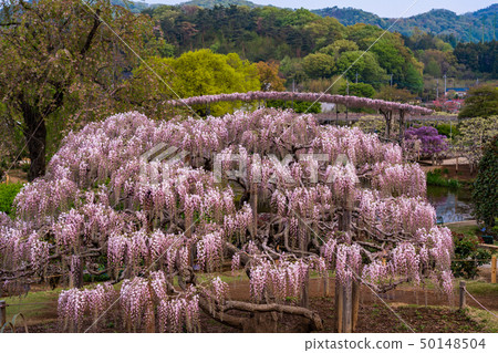 （栃木縣）足利花卉公園Murasaki Fuji 50148504