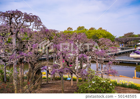 (栃木縣)足利花卉公園Murasaki Fuji (栃木縣)足利花卉公園Murasaki Fuji 50148505