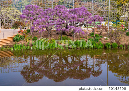 (栃木縣)足利花卉公園Murasaki Fuji (栃木縣)足利花卉公園Murasaki Fuji 50148506
