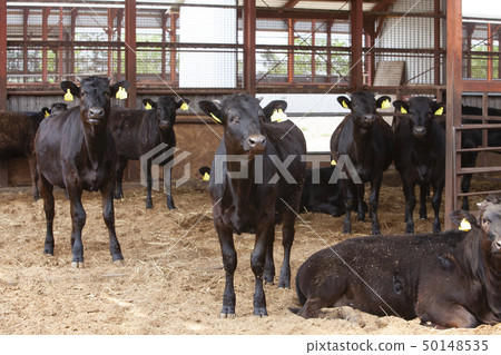 Cattle cow 50148535
