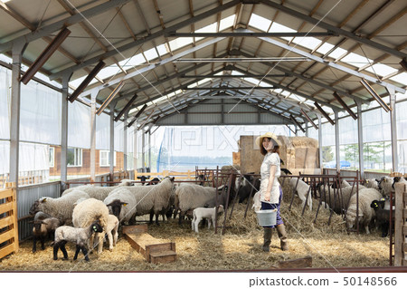 Sheep farm woman Sheep farm woman 50148566