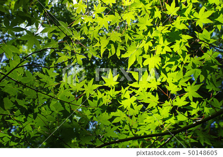 Momiji's ceiling (a landscape of fresh green) Momiji's ceiling (a landscape of fresh green) 50148605