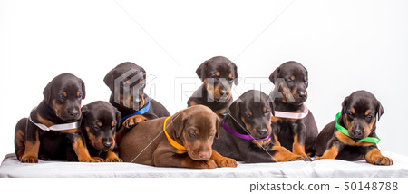 Group Of Dobermann Puppies 50148788