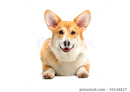 Corgi Fluffy Dog Isolated 50148827