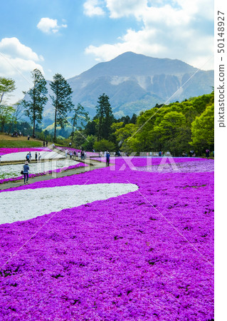 Mt. Buko和Shibazakura（垂直） 50148927